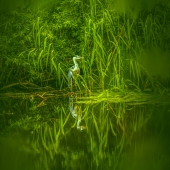 Sohlman (1) Im #2  Fairy Tale Heron