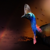 Traub (1) Img #2  Cassowary Lives One More Day