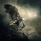 1st Place - Photo - Goodrich (1) Img #1  Perfect Landing