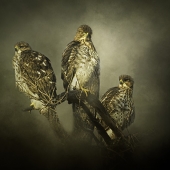 5th Place - Photo - Wilde (1) Img #3  The Lookouts