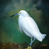 6th Place - Photo - Emerson (1) Img #4  Egret