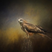 7th Place - Photo - Darlington (1) Img #1  Thinking.....Watching.