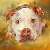 8th Place - Photo - Cook (1) Img #2  You're My Favorite Human