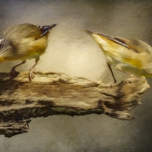 9th Place - Photo - Haysom (1) Img #3  Striated Pardalotes