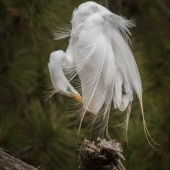 HM - Photo - Barrera (1) Img #1  Showing Off