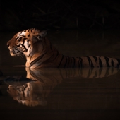 Bengal tiger lying in shadowy water hole