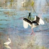 HM - Photo - Harwood (1) Img #3  Brolga Hunting