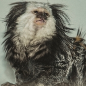 HM - Photo - Leven (1) Img #1  Prospect Park Monkey