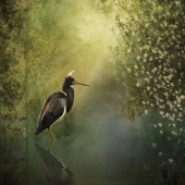 HM - Photo - Mierau-Klein (1) Img #3  First Light