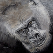 Bailey (1) Img #1  Little Rock Silverback