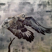 Barratt  (2) Img #2  Buzzard