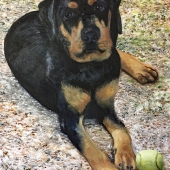 Bromley (1) Img #1  Jack