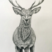 Bryars (2) Img #1  England Stag