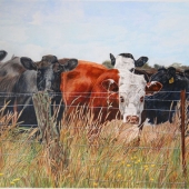 Christian (1) Img #1 Nosey Neighbors