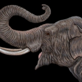 Coomar (1) Img #2  Asian Elephant