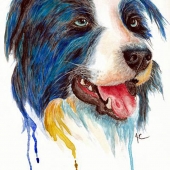 Cousineau (1) Img #5  Australian Shepherd