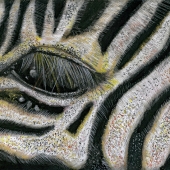 De Colibus (2) Img #2  Zebra Reflections III