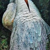 Evstefeeva (1) Img #1  The Great Egret