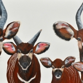 Groom (1) Img #2  Bongo