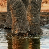 Gylling (1) Img #1  Saving the Elepants - One Step at a Time