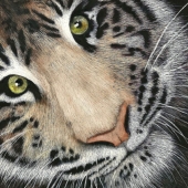 Hawley-Yan (2) Img #1  Tiger Tiger