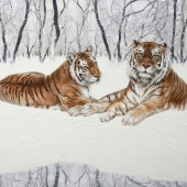 House (1) Img #1  Brief Encounter - Amur Tigers