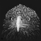 Kibbe (1) Img #3  Sea Eagle