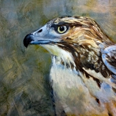 Lough (1) Img #2  Fierce Predator