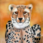 McLachlan (1) Img #1 Sahara