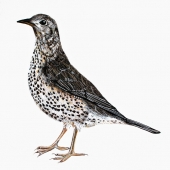 Pohli  (1) Img #3 Mistle Thrush