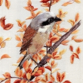 Puchkova-Shakitko (1) Img #1 Bird Red Backed Shrike