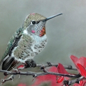 Reif (1) Img #5  Mr Peabody