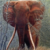 Sardelli (1) Img #2  Big Tsavo Tusker