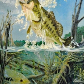 Shook (1) Img #1  Wild Hawgs