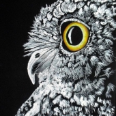 Spriggs (3) Img #2  Baby Owl