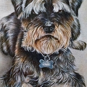 Szkolnik (1) Img #5  Terrier Sitting