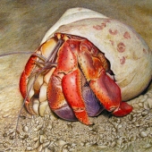 Thurston (1) Img #1 Hermit Crab
