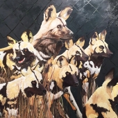 White-V (3) Img #1 African Wild Dogs