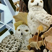 Yamaguchi (1) Img #1  Feathers Fungi