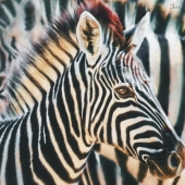 Abou-Zolof (1) Img #3  Zebras at Sunset