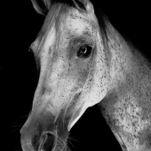 B.Vernet (1) Img #1 Holly