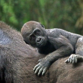 Brady (1) Img #5  Baby Gorilla Hitchhiking
