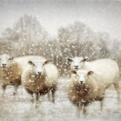 Cook (1) Img #1  Sheep Gathering in Snow