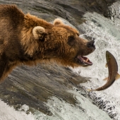 Brown bear about to catch a salmon