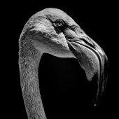 Close-up of Chilean flamingo head in mono
