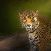 Emerson (1) Img #3 Jaguar Glare