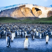 Gold Harbor Penguins, South Georgia