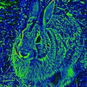 Haskell (1) Img #2  Mr. Rabbit