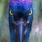 Haysom (1) Img #2  Jabiru - What are You Looking At