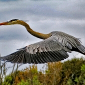 Holtzman (1) Img #2  Levitation